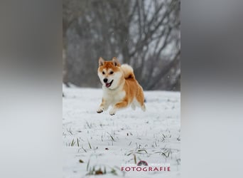 Fiete - ein Sturkopf