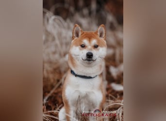 Fiete - ein Sturkopf