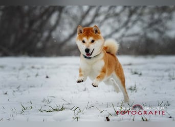 Fiete - ein Sturkopf