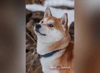 Fiete - ein Sturkopf