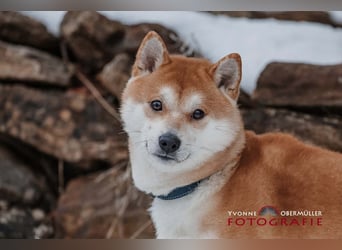 Fiete - ein Sturkopf