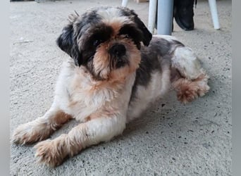 ShihTzu OldLady ♥Missy♥ sucht Liebe ShihTzu OldLady ♥Missy♥ sucht Liebe