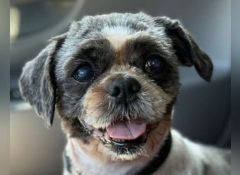 ShihTzu OldLady ♥Missy♥ wartet in 80993 München und sucht Liebe