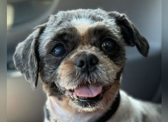 ShihTzu OldLady ♥ Missy ♥ sucht Liebe und Vertrauen