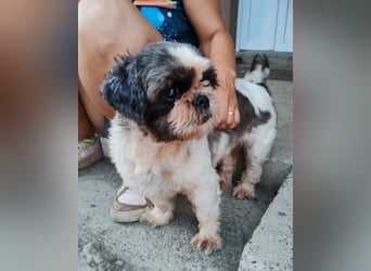 ShihTzu OldLady ♥ Missy ♥ sucht Liebe und Vertrauen