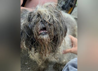 ShihTzu OldLady ♥ Missy ♥ sucht Liebe und Vertrauen
