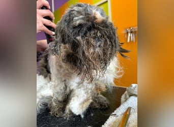 ShihTzu OldLady ♥ Missy ♥ sucht Liebe und Vertrauen