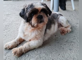 ShihTzu OldLady ♥Missy♥ wartet in 80993 München und sucht Liebe