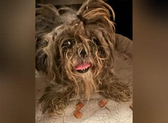 ShihTzu OldLady ♥ Missy ♥ sucht Liebe und Vertrauen