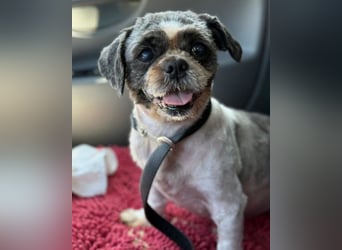 ShihTzu OldLady ♥ Missy ♥ sucht Liebe und Vertrauen