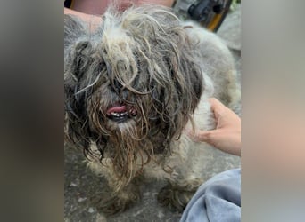 ShihTzu OldLady ♥ Missy ♥ sucht Liebe und Vertrauen