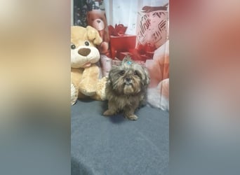 RYDER-kleiner hübscher Prinz wartet dringend auf sein liebevolles Zuhause