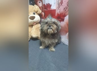 RYDER-kleiner hübscher Prinz wartet dringend auf sein liebevolles Zuhause