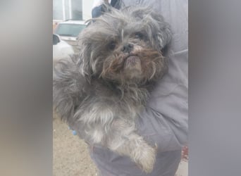 RYDER-kleiner hübscher Prinz wartet dringend auf sein liebevolles Zuhause