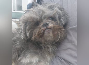 RYDER-kleiner hübscher Prinz wartet dringend auf sein liebevolles Zuhause