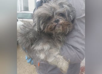 RYDER-kleiner hübscher Prinz wartet dringend auf sein liebevolles Zuhause