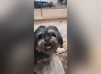 Shih Tzu-Mix BELLA wünscht sich eine Familie!