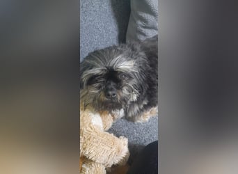 Shih Tzu-Mix BELLA wünscht sich eine Familie!