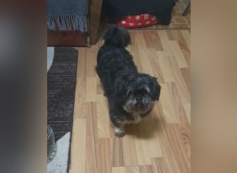 Shih Tzu-Mix BELLA wünscht sich eine Familie!
