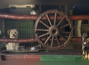 tapferer Wirbelwind Lulu