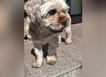 DELFI ca. 2,5 J. freundliche Wuschel-Familienhündin