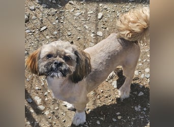 Timmy kleiner Shih-Tzu-Mischling sucht seinen Wirkungskreis
