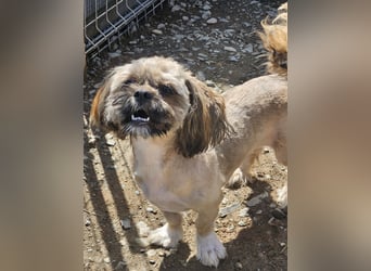 Timmy kleiner Shih-Tzu-Mischling sucht seinen Wirkungskreis