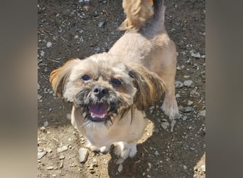Timmy kleiner Shih-Tzu-Mischling sucht seinen Wirkungskreis