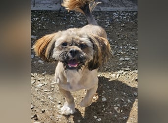 Timmy kleiner Shih-Tzu-Mischling sucht seinen Wirkungskreis