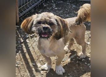 Timmy kleiner Shih-Tzu-Mischling sucht seinen Wirkungskreis