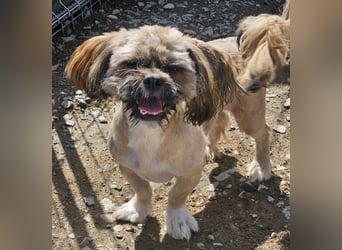 Timmy kleiner Shih-Tzu-Mischling sucht seinen Wirkungskreis