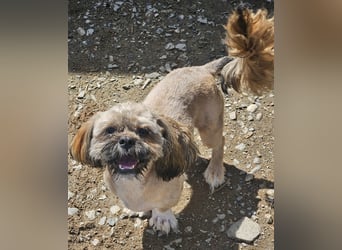 Timmy kleiner Shih-Tzu-Mischling sucht seinen Wirkungskreis