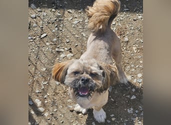 Timmy kleiner Shih-Tzu-Mischling sucht seinen Wirkungskreis