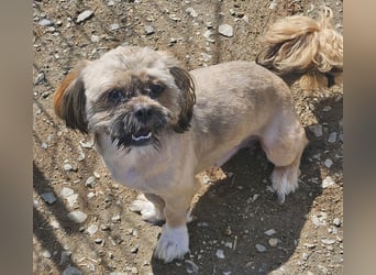 Timmy kleiner Shih-Tzu-Mischling sucht seinen Wirkungskreis
