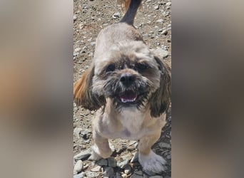 Timmy kleiner Shih-Tzu-Mischling sucht seinen Wirkungskreis