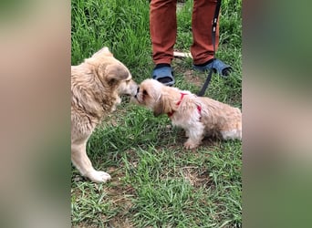 Bob sucht am Liebsten mit Schwester ein Zuhause