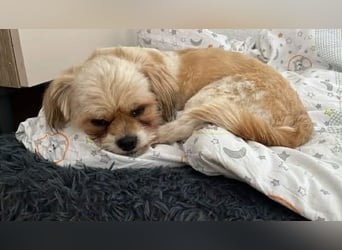 Bob sucht am Liebsten mit Schwester ein Zuhause