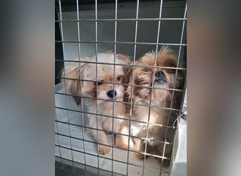 Bob sucht am Liebsten mit Schwester ein Zuhause