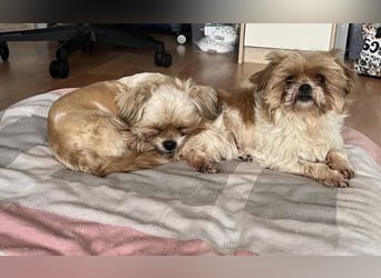 Bob sucht am Liebsten mit Schwester ein Zuhause