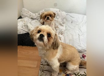 Bob sucht am Liebsten mit Schwester ein Zuhause