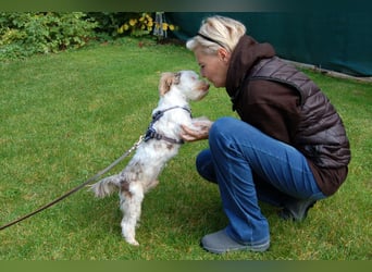 Eddi - kleines Sorgenkind braucht Geduld und Zeit - Tierhilfe Franken e.V.