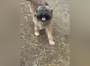 Marek - kleine Wuschelmaus