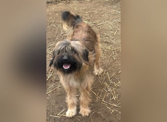 Marek - kleine Wuschelmaus