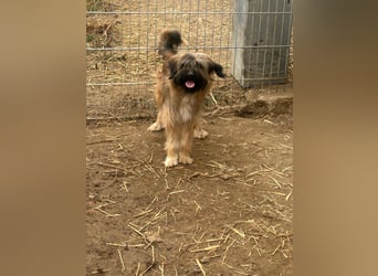 Marek - kleine Wuschelmaus