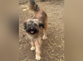 Marek - kleine Wuschelmaus