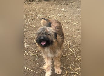 Marek - kleine Wuschelmaus