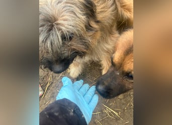 Marek - kleine Wuschelmaus