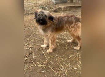 Marek - kleine Wuschelmaus