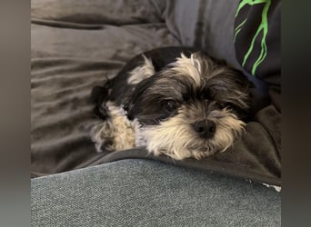 Morty – kleiner Herzenshund sucht seine Menschen 