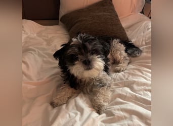 Morty – kleiner Herzenshund sucht seine Menschen 